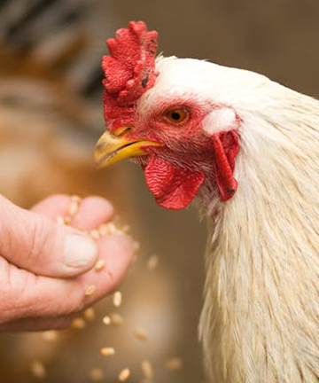 高效液相色譜儀在飼料行業中的應用