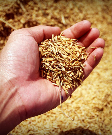 高效液相色譜儀在谷子維生素E測定中的應用