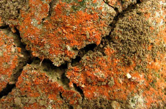 流動分析儀測土壤