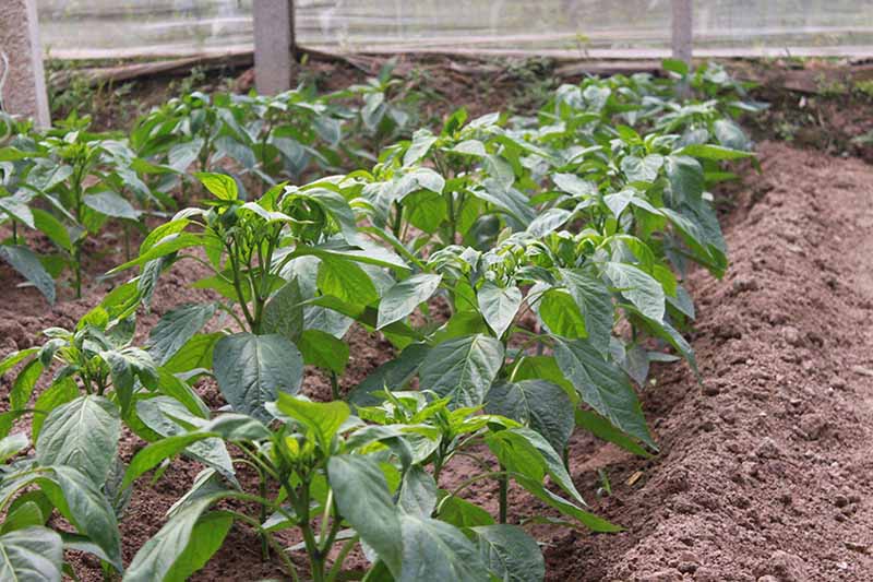 連續(xù)流動(dòng)分析儀法測(cè)試土壤中氨氮