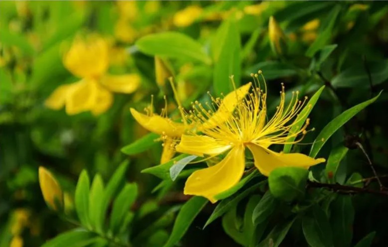 艾塔超速萃取儀能快速提取金絲桃素