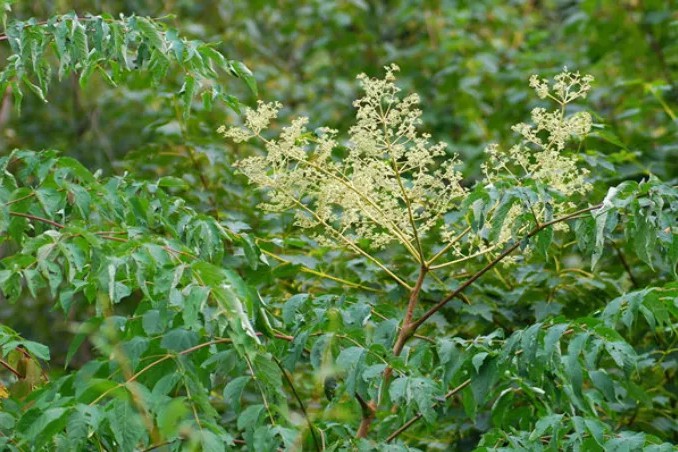 艾塔超速萃取儀,安全快速提取龍牙橡木中的總皂苷