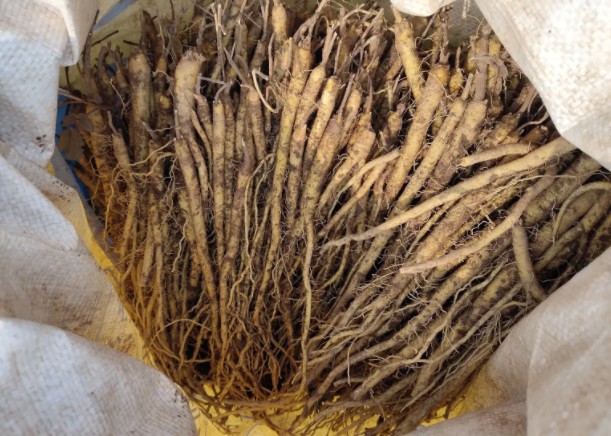 超速萃取儀是一種較佳的丹參提取設備