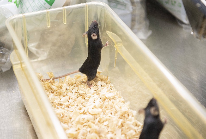 獸醫實驗室高壓蒸汽滅菌器使用